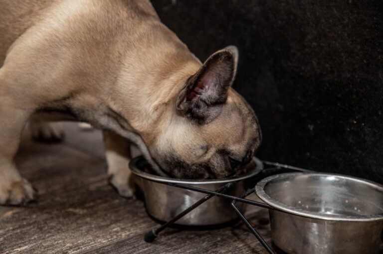 “How to Choose the Best Food for French Bulldogs with Sensitive Stomachs”