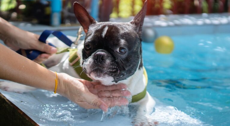 Top 10 Fun Activities to Enjoy with Your French Bulldog