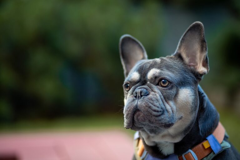 Top 3 Fun and Safe Activities for Your Frenchie: Keep Your French Bulldog Happy and Healthy!