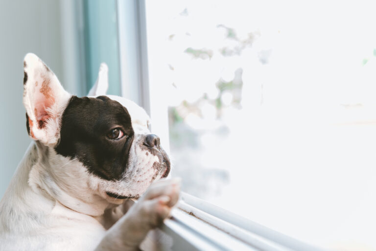 Can French Bulldogs Be Left Alone? Managing Separation Anxiety in Frenchies