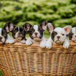 Understanding Responsible Dog Breeding
