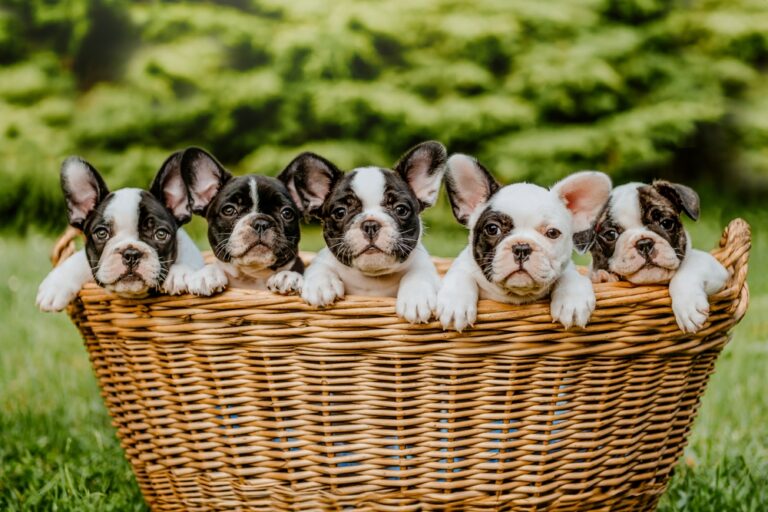 Five newborn French Bulldog puppies resting together in a basket outdoors during early development