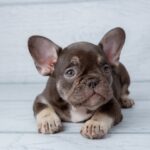 Puppy Preparation Checklist for First-Time French Bulldog Owners