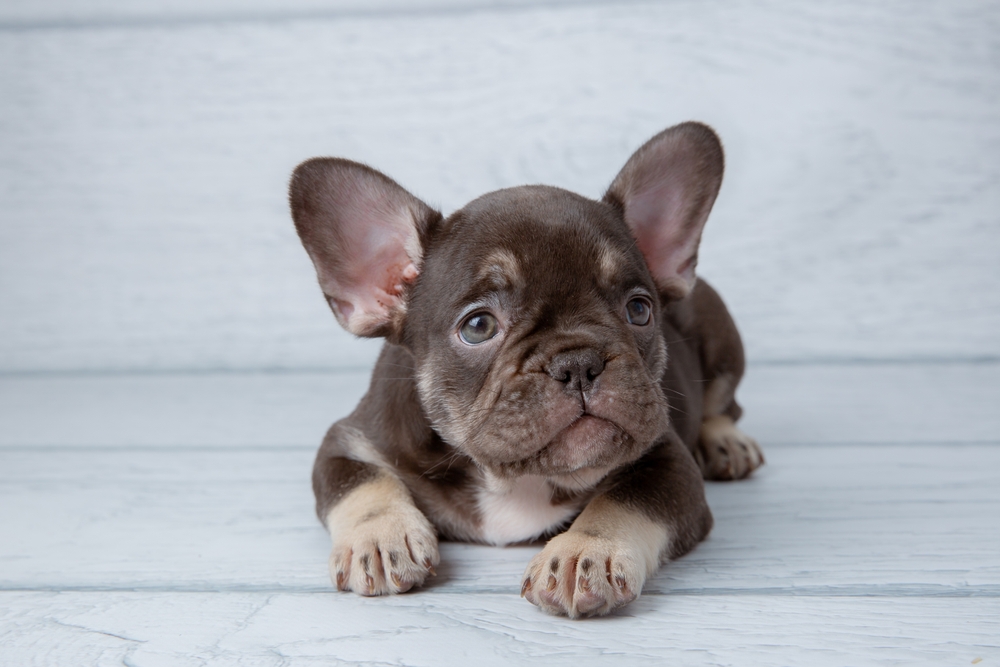 You are currently viewing Puppy Preparation Checklist for First-Time French Bulldog Owners