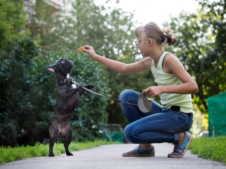 Girl training a black French Bulldog puppy on a city street using treats