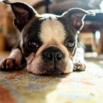 French Bulldog Socialization & Early Development