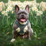 French Bulldog Heat Safety: How to Prevent Overheating (Complete Guide)