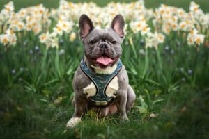 Read more about the article French Bulldog Heat Safety: How to Prevent Overheating (Complete Guide)