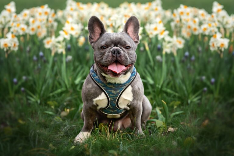 Blue French Bulldog puppy wearing a harness sitting in grass outdoors showing safe and comfortable gear for warm weather