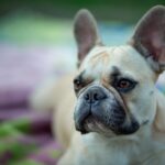 ❌ 10 Common French Bulldog Owner Mistakes (And How to Avoid Them)