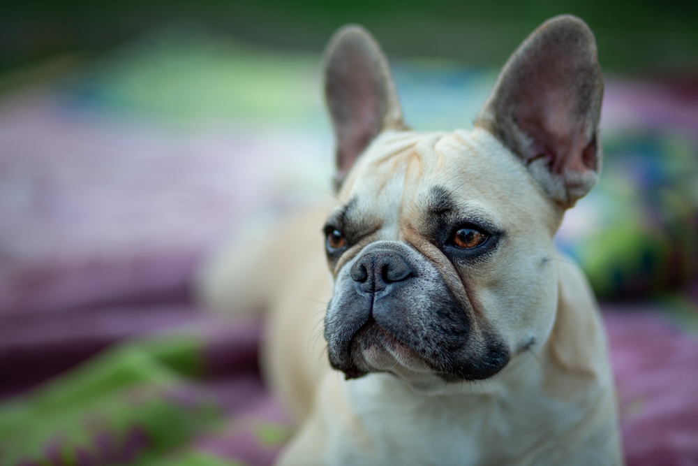 Read more about the article ❌ 10 Common French Bulldog Owner Mistakes (And How to Avoid Them)